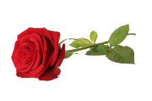 Transparent Cremation Pricing